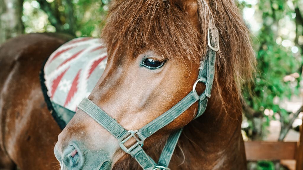 pony riding Dinopark Funtana