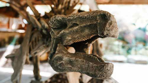 Dinosaur Museum Dinopark Funtana